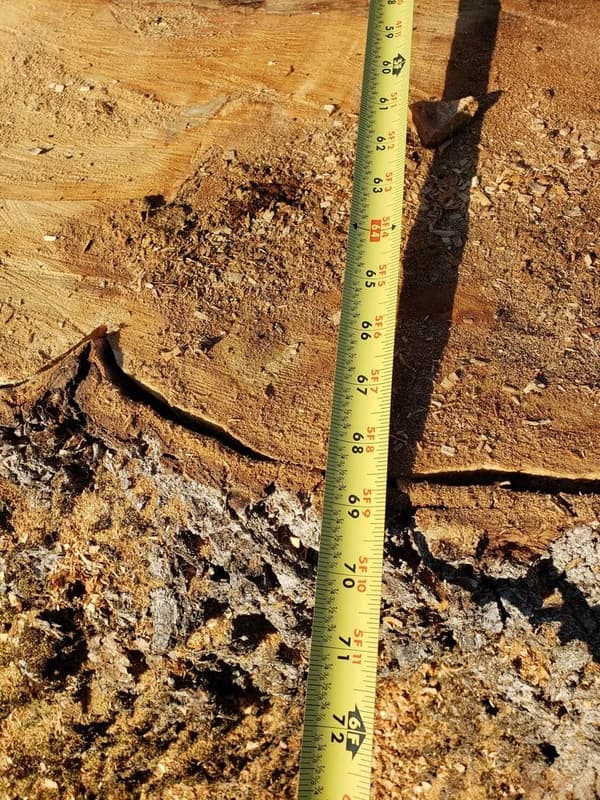 Tree and Stump Services llc. work photo 2
