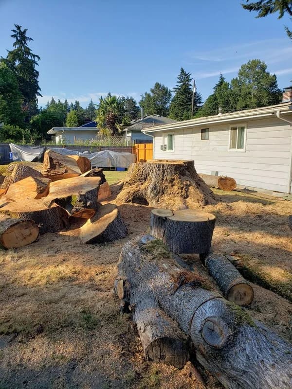 Tree and Stump Services llc. work photo 3