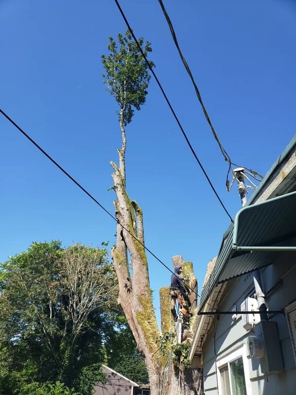 Tree and Stump Services llc. work photo 5